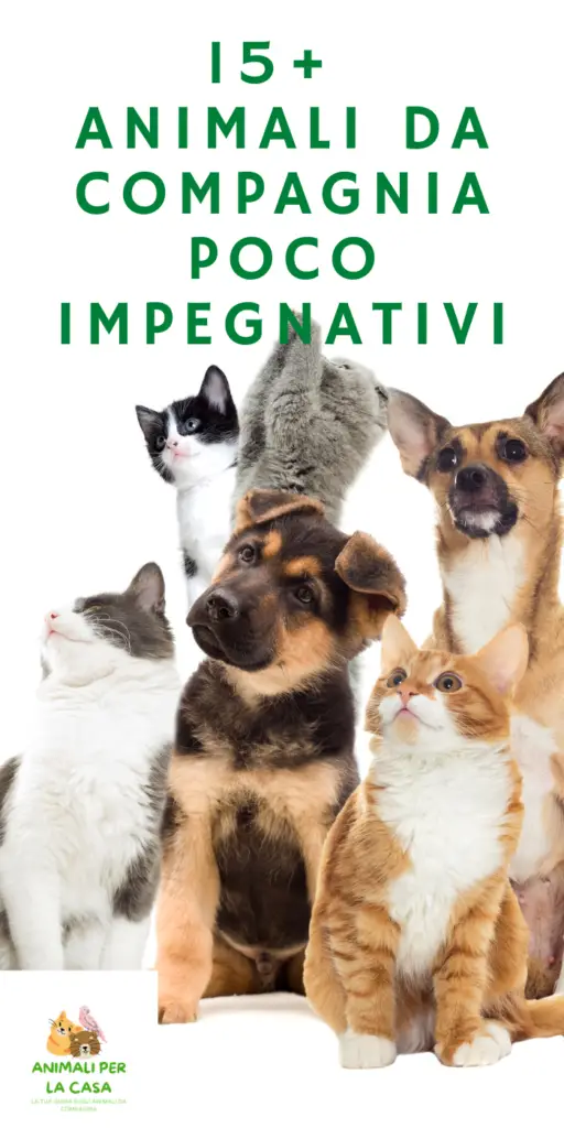 15+ ANIMALI DA COMPAGNIA POCO IMPEGNATIVI [MA AFFETTUOSI!]