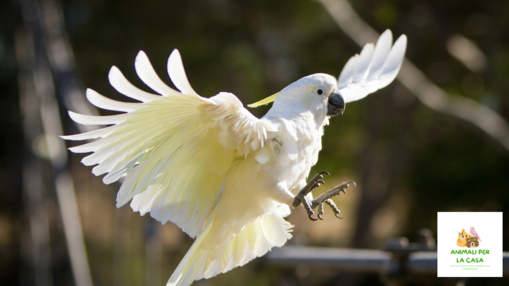 Cockatoos
Birds
