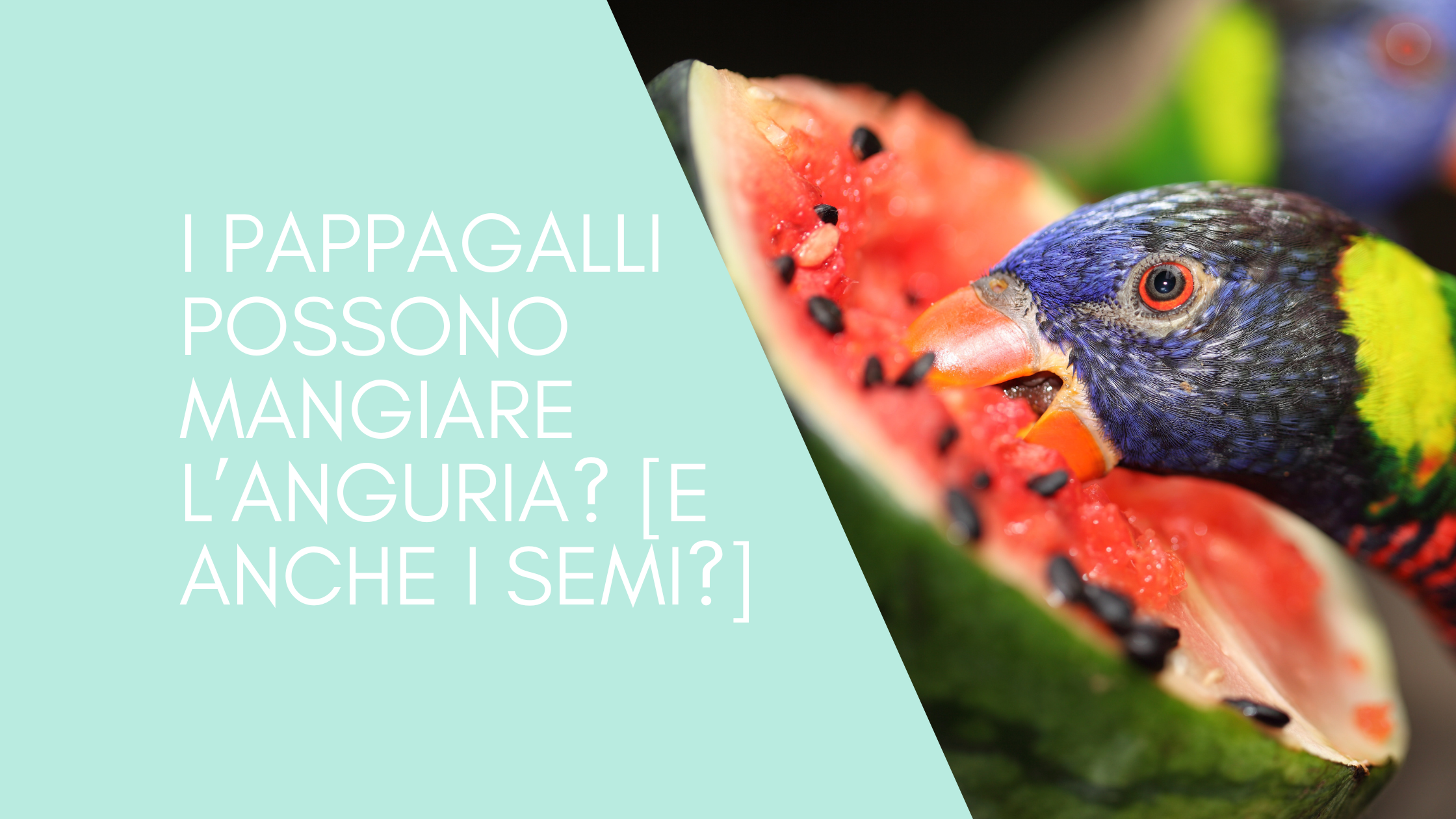 I PAPPAGALLI POSSONO MANGIARE L’ANGURIA? [E ANCHE I SEMI?]